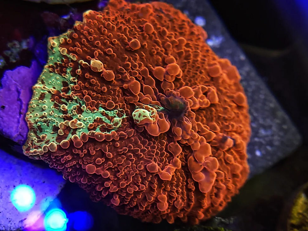 Thumbnail: Bounce Reverse Ecelectus Mushroom