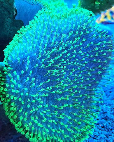 Thumbnail: Neon Green Hawaiian Toadstool