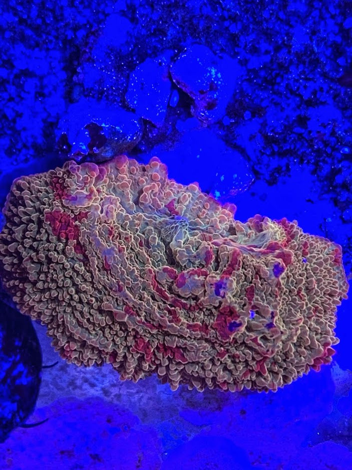 Thumbnail: Jawbreaker mushrooms
