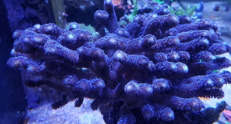 Thumbnail: Purple Stylophora