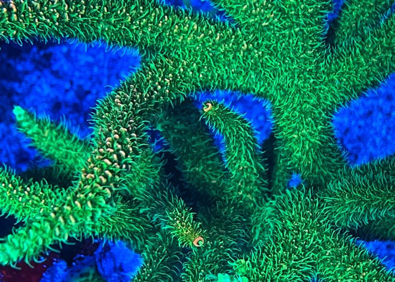 Thumbnail: ASD Rainbow Milli