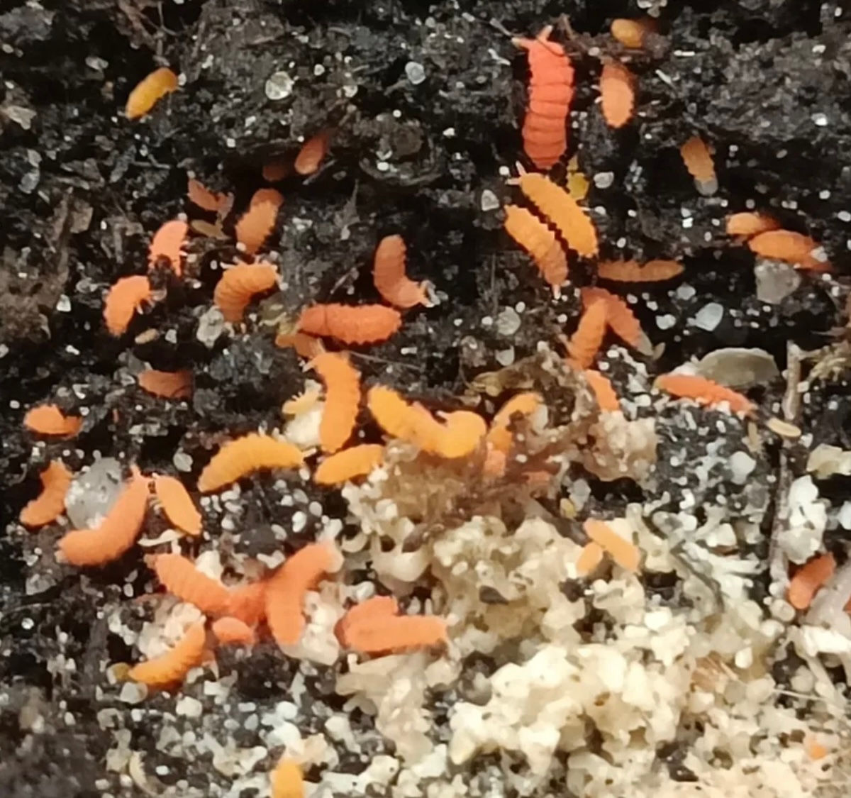 Orange Springtails (Bilobella Braunerae)