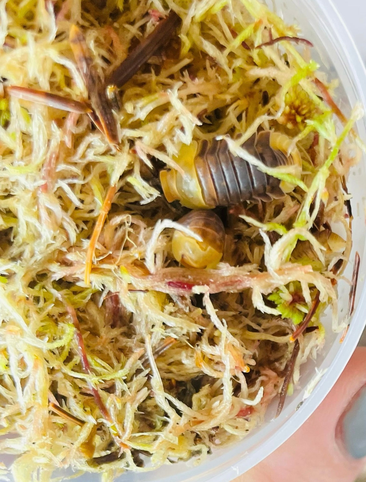 Cubaris sp. Rubber Ducky Isopods 