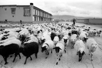 Jo Farrell - "Amongst the Flock, Tibet 1998"