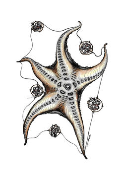 Rick Lo - "Zero Gravity Of Starfish"