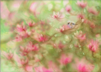 Ze Ze Lai - "Sweet Harmony"