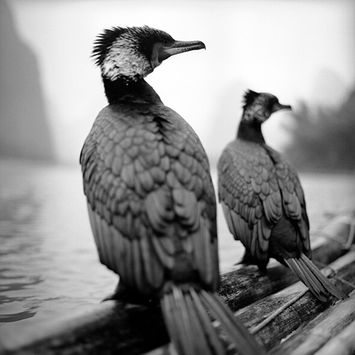 Jo Farrell - "Cormorants, Guilin" - Signed Limited Edition of 25