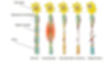 Types of nerve injury.jpg