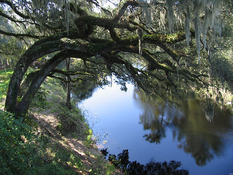 Suwannee_river_live_oaks.jpg