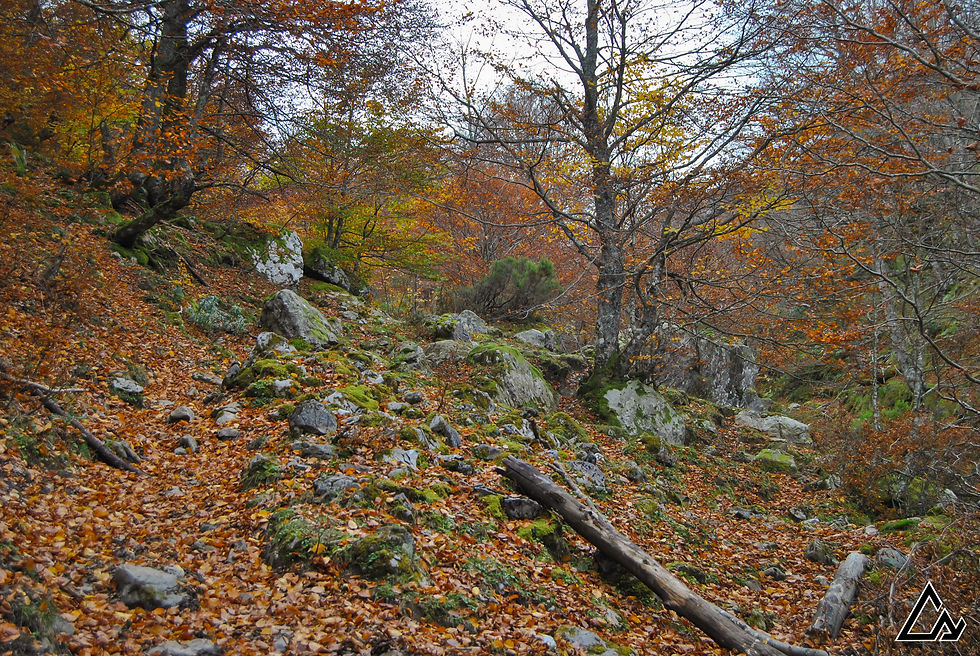 Bosque del Gumial