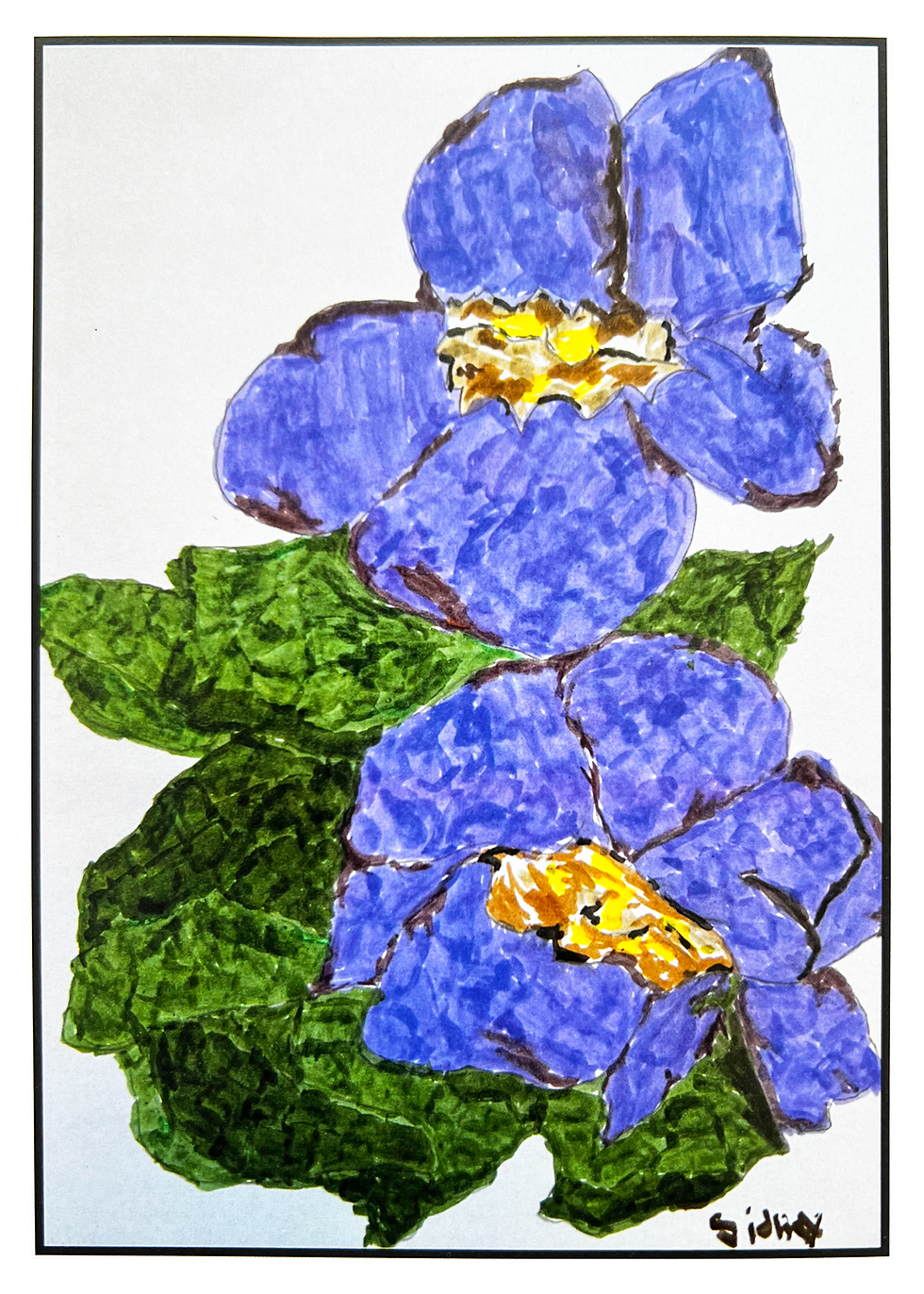Violets