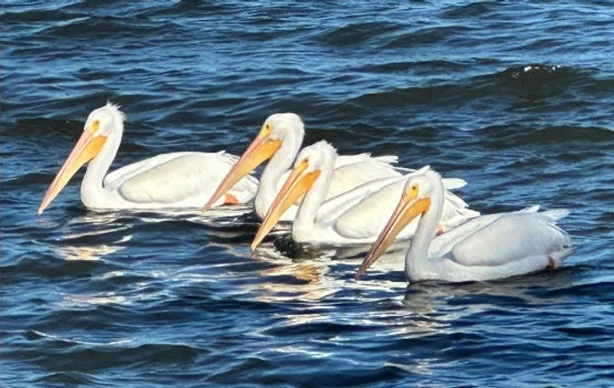 WHITE-PELICANS.jpg