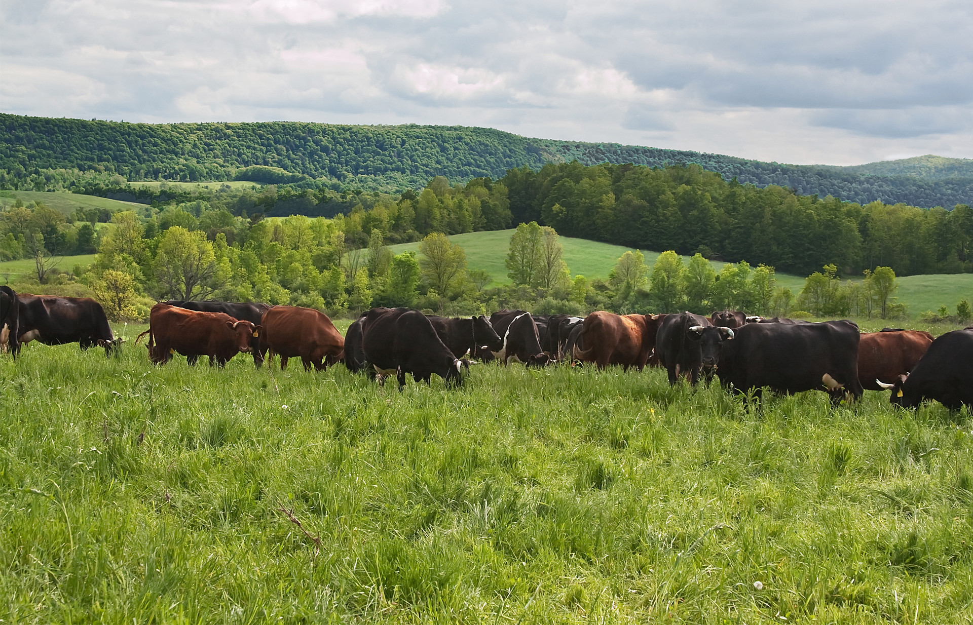 GrassFed Organic Dairy Maple Hill Creamery