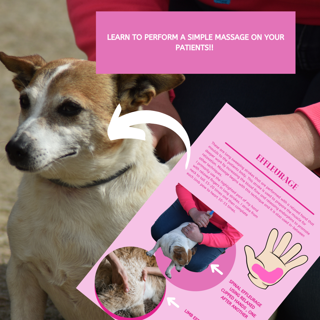Hands on Physiotherapy for Vet Nurses