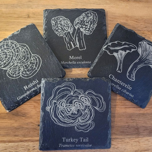 Slate coasters with mushroom illustrations: Morel, Reishi, Chantrelle, and Turkey Tail.