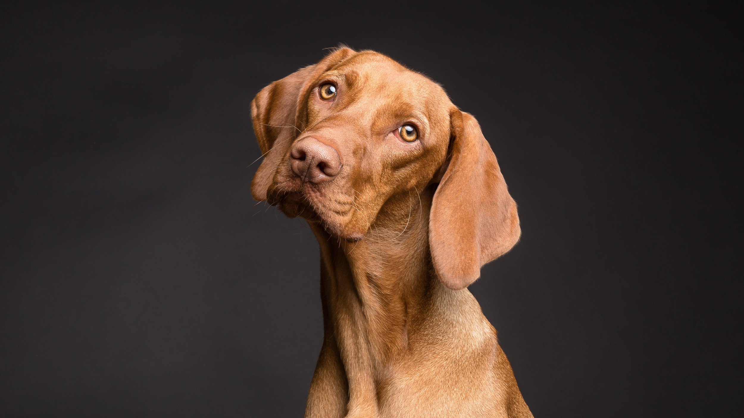 Hund Hält Kopf Schief Ohr Hängt