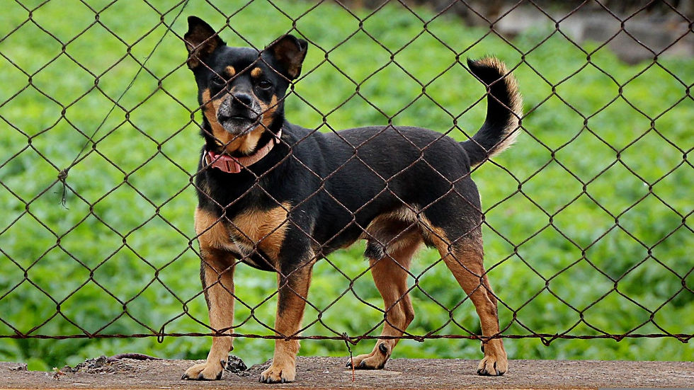 Hund hinter einem Gartenzaun