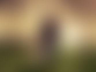 Ein Hund mit seiner Halterin in Harmonie