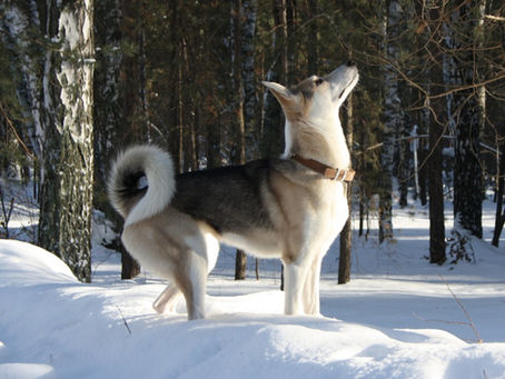 Die Laika-Rassen: Vielseitige Arbeitshunde und treue Begleiter des Nordens