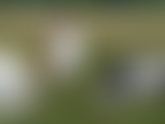 Genetik vs. Realität: Was bringt ein DNA-Test für Hunde?