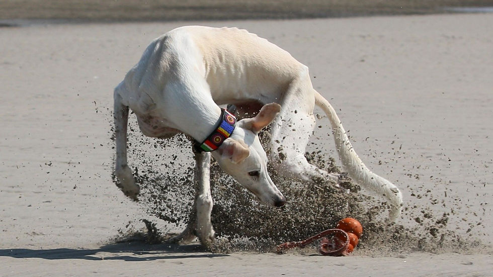 Galgo Español im Spiel