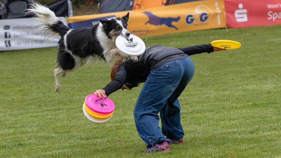 Disc digging mit Bordercollie
