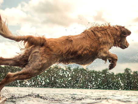 Hund springt in das Wasser