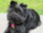 Affenpinscher