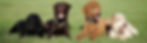 dogs-2200676_1280_edited.jpg