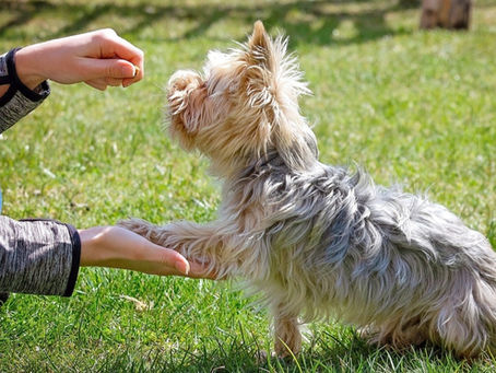 Hinter den Kulissen des Hundetrainings: Warum ist positive Verstärkung so effizient?