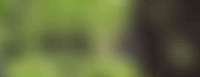 Pythium - damping off fungus - caused by over-crowing