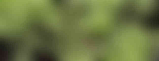 Pythium - damping off fungus - caused by over-crowding and wet soils