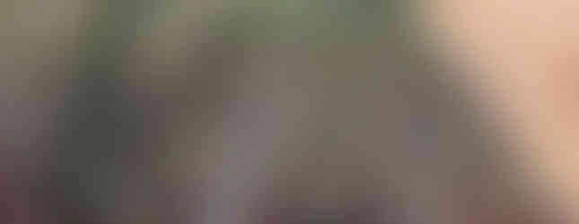 Acacia seedlings in trays, the cotyledon leaves are still visible as well as the first pairs of true leaves