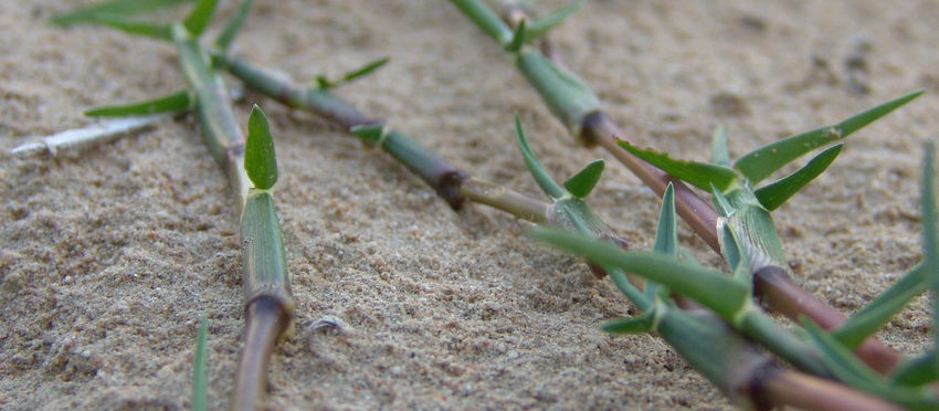 Lawn/ turf grass Maintenance