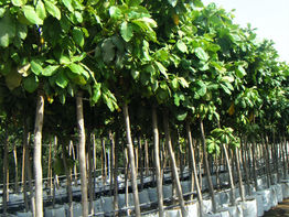 Landscaping - How to select a Tree