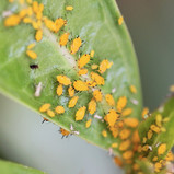 Pest - Aphids