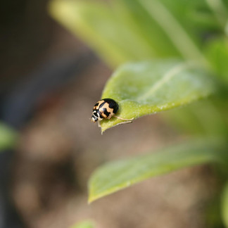Predator - Lady bug adult