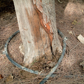 Stem rot - poor irrigation placement