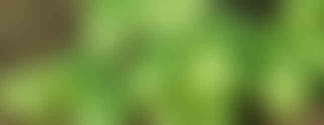 Basil seedlings before transplanting