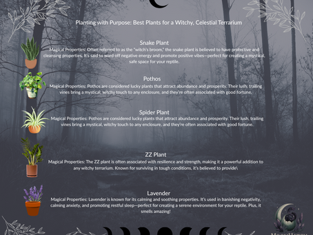 Planting with Purpose: Best Plants for a Witchy, Celestial Terrarium