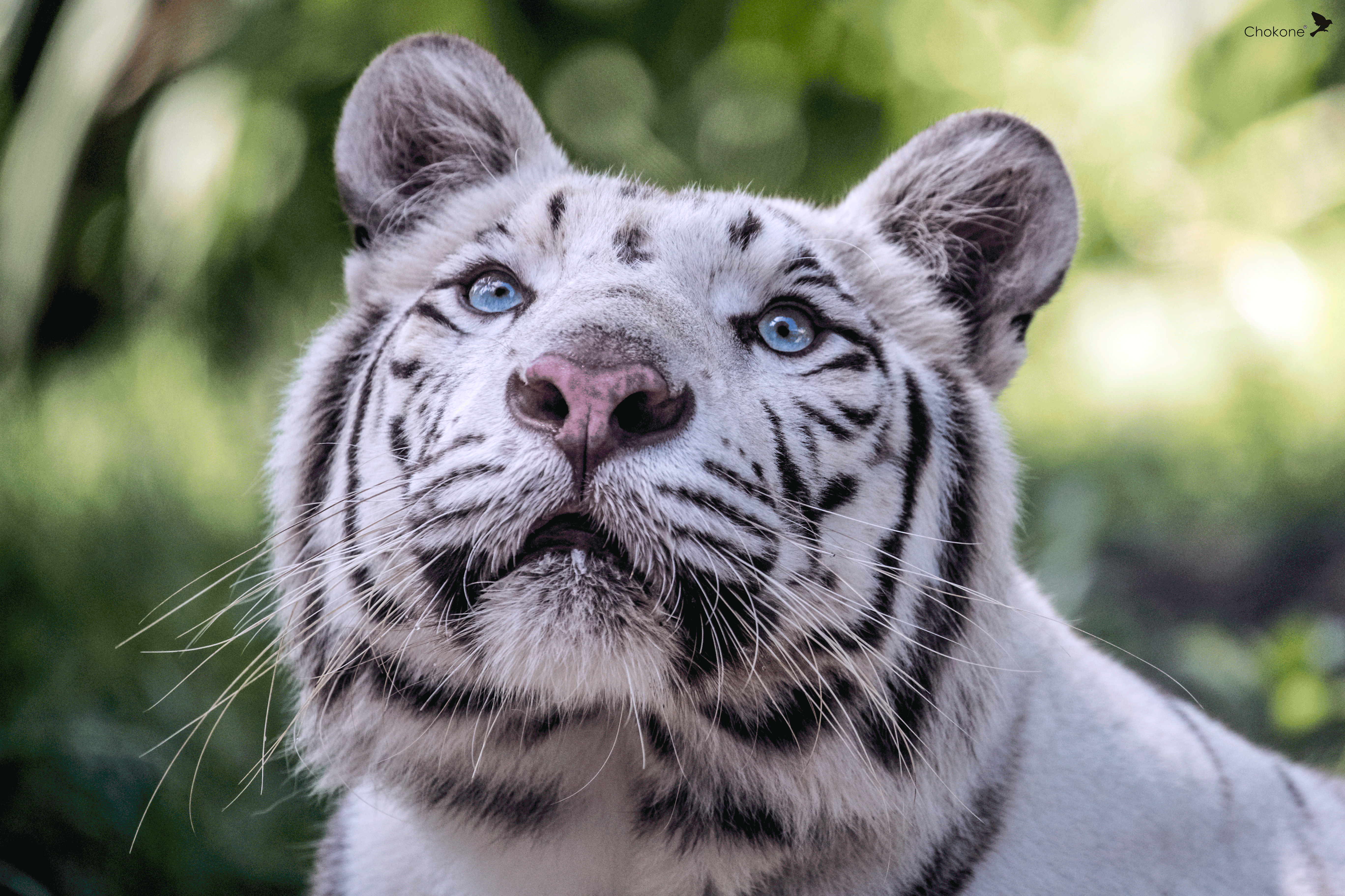 TIGRE-RETRATO 2.gif