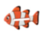 clownfish