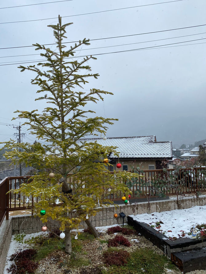 園庭のモミの木☃