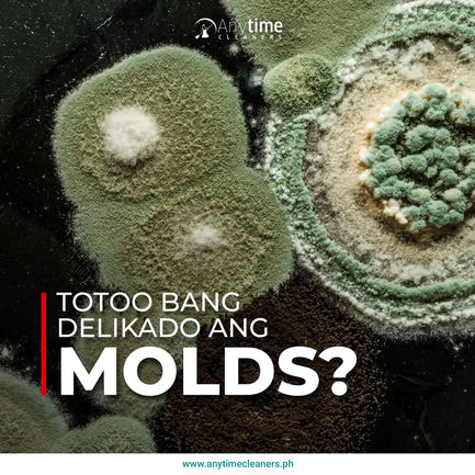 totoo molds