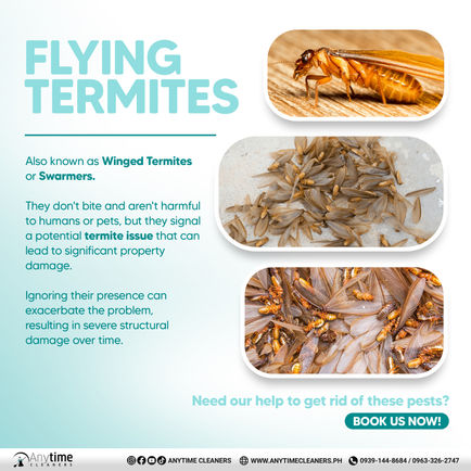 FLYING TERMITE