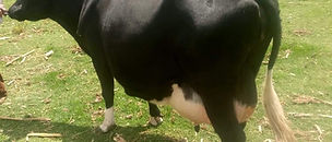 IMG-20191127-WA0038.jpg