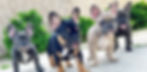 LittleFarmFrenchiesBlog_edited.jpg