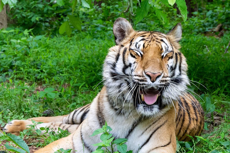 Wild Cause, Local Impact