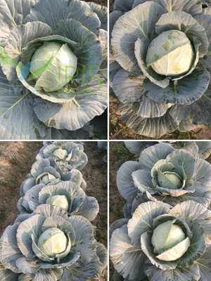 F 1 HYBRID CABBAGE IHS-801