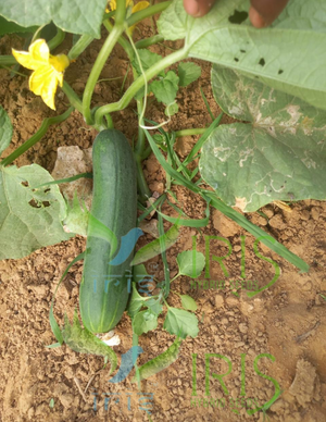 F1 CUCUMBER AVTAR-303